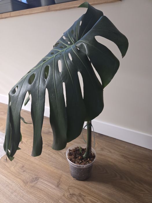 Duża monstera big form