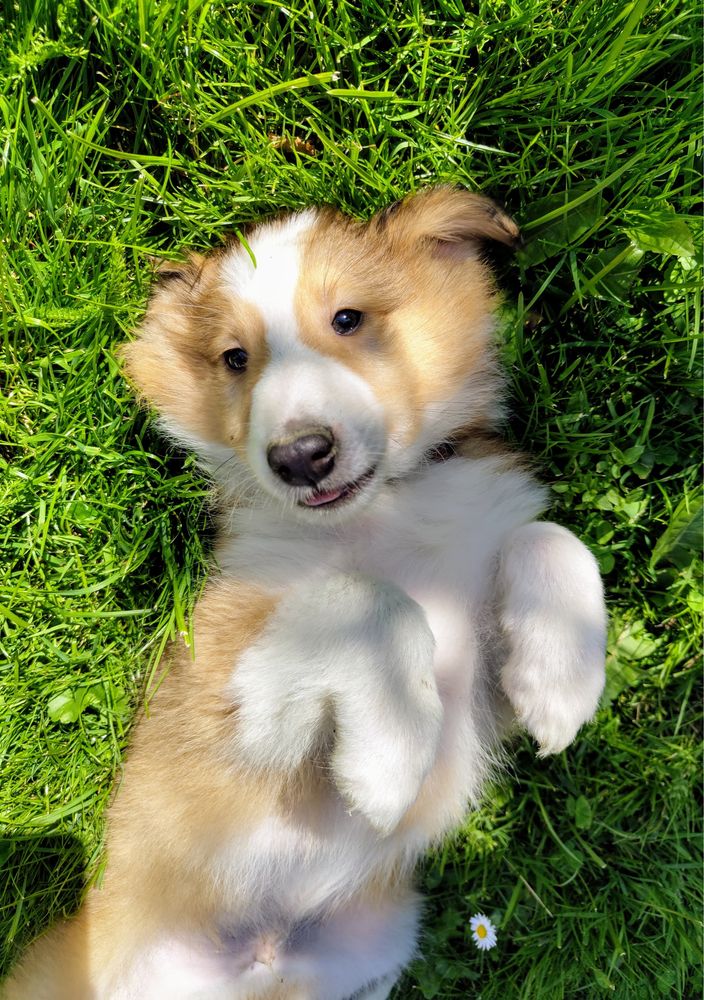 Owczarek szkocki collie owczarki pies piesek