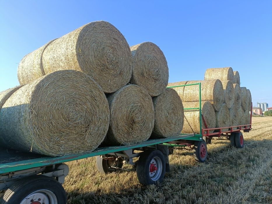 Sprzedam słome żytnia belka 130 sezon 2025