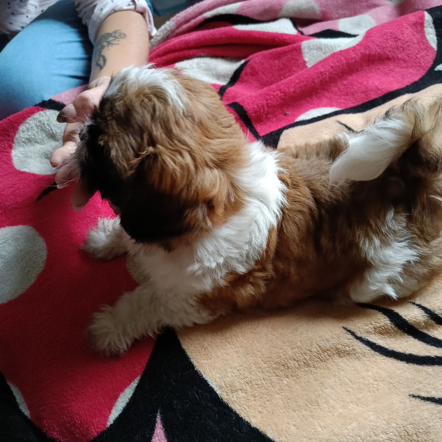 Szczeniaczek shih-tzu tricolor samiec