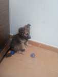 Cachorrinho porte pequeno