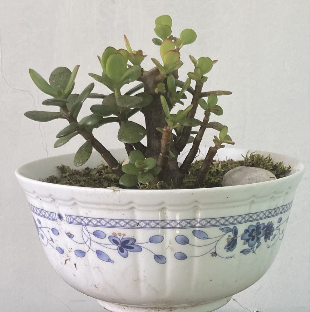 Bonsai JADE - Árvore do Dinheiro da Sorte / Fortuna B