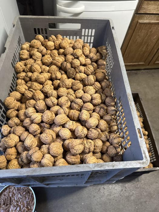 Sprzedam orzechy włoskie