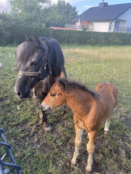 Sprzedam klacz zimnokrwistą ze źrebakiem