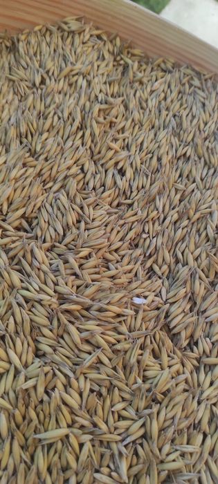 Owies do siewu grube ziarno