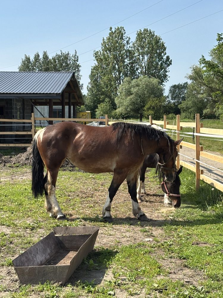 Sprzedam 4letnią klacz