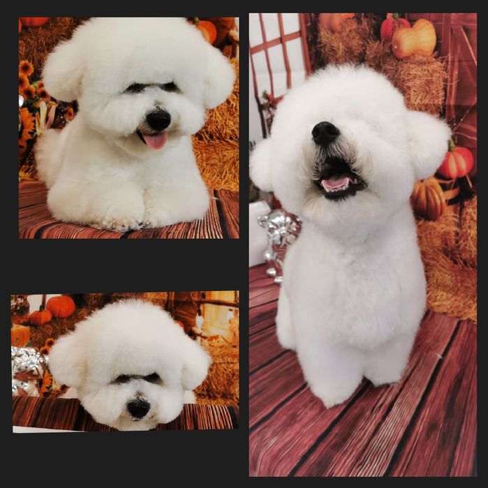 Strzyzenie psów, salon dla psów i kotów PUPIL