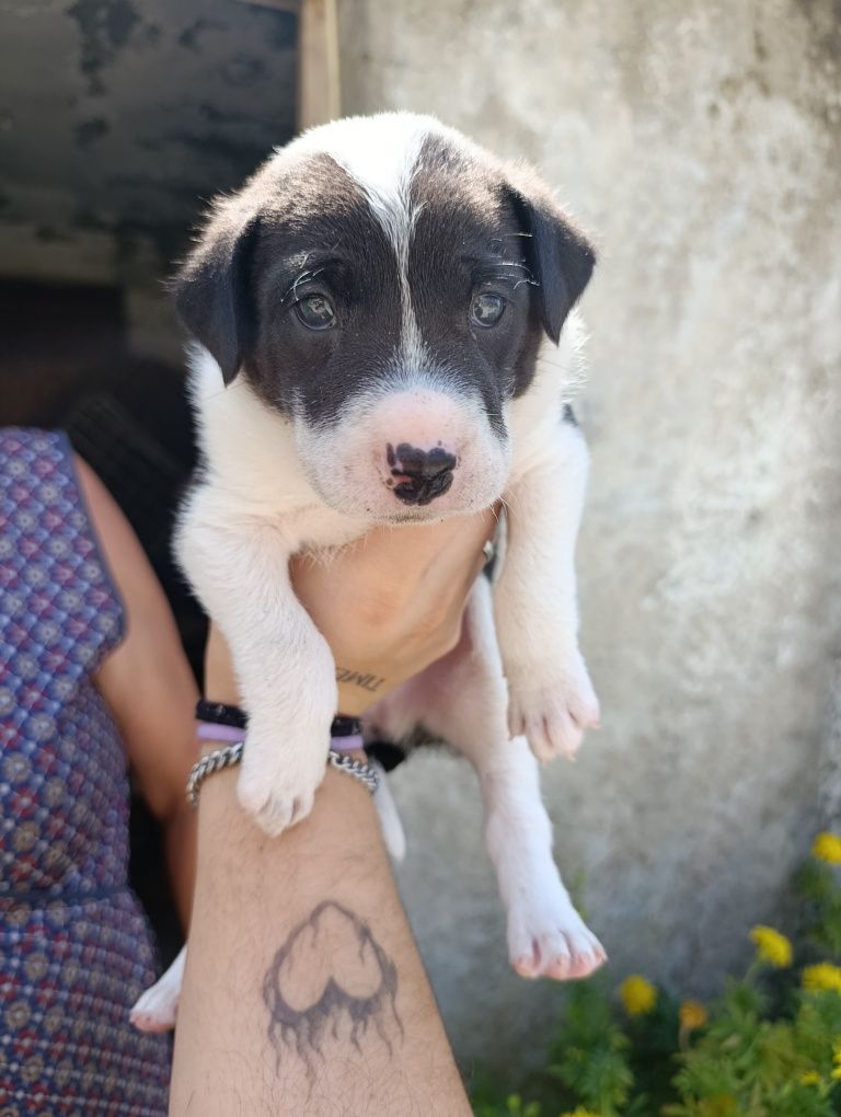 Doação Traçados de sharpei