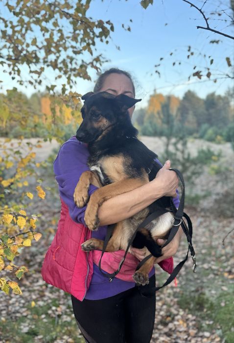 8 kg Gacuś do adopcji! Mikro owczarek, super pies!