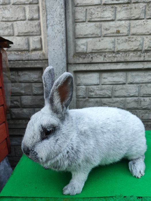 Królik Wielki Jasnosrebrzysty. WJS. Samica.