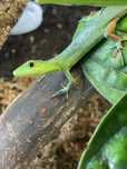 Gastropholis prasina, Jaszczurka szmaragdowa, Jaszczurka ostrobrzucha