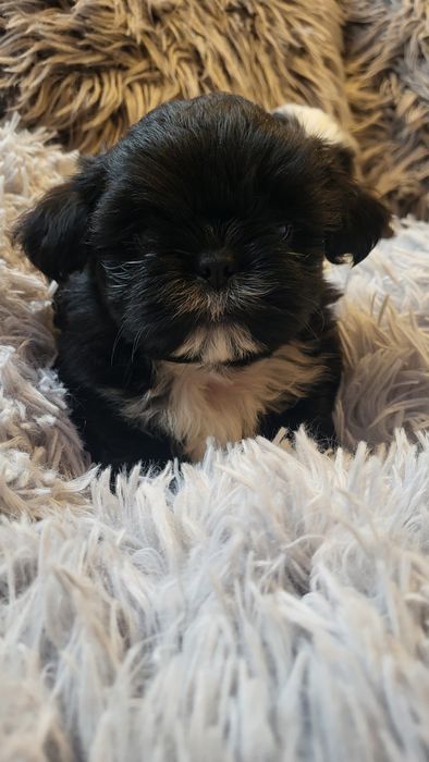 Shih-tzu shihtzu pies samiec z  rodowodem