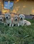 Zapowiedź miotu Golden retriever