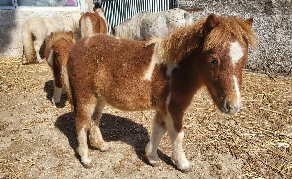 Ponei Mini Shetland com 5 meses