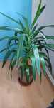 Kwiat doniczkowy Dracena/juka (chyba)