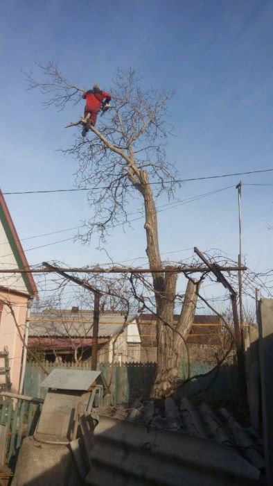 Недорого.Спил,обрезка деревьев профессионально.