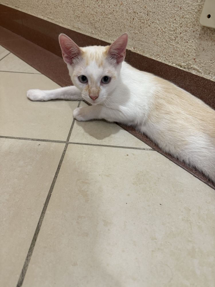 Dou gato macho com 6 meses