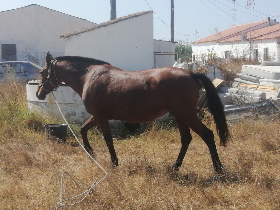 Egua bem montada e mansa