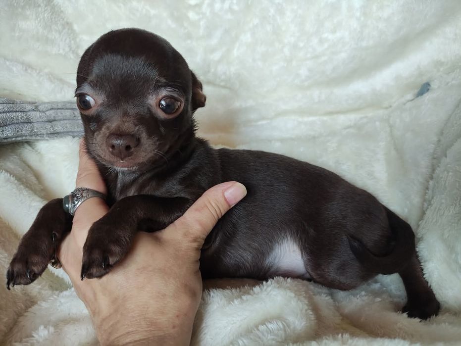 Śliczny piesek Chihuahua gorzka czekolada. Rodowód 4 pokolenia