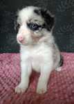 Border Collie piesek blue merle