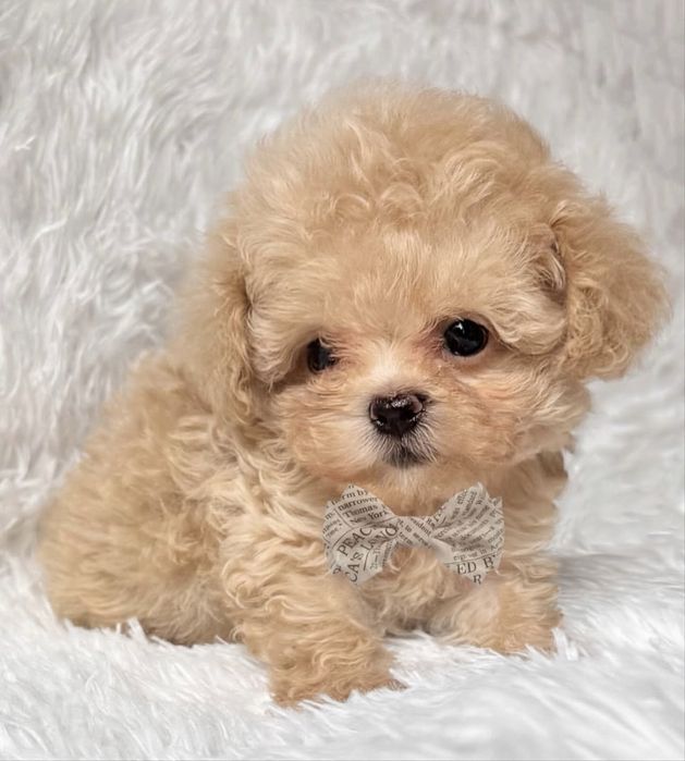 Caniche toy macho apricot