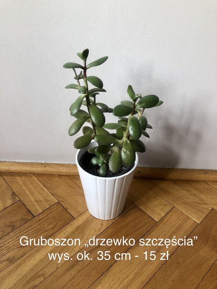 Rośliny doniczkowe: epipremnum, filodendron, sansevieria, zielistka!