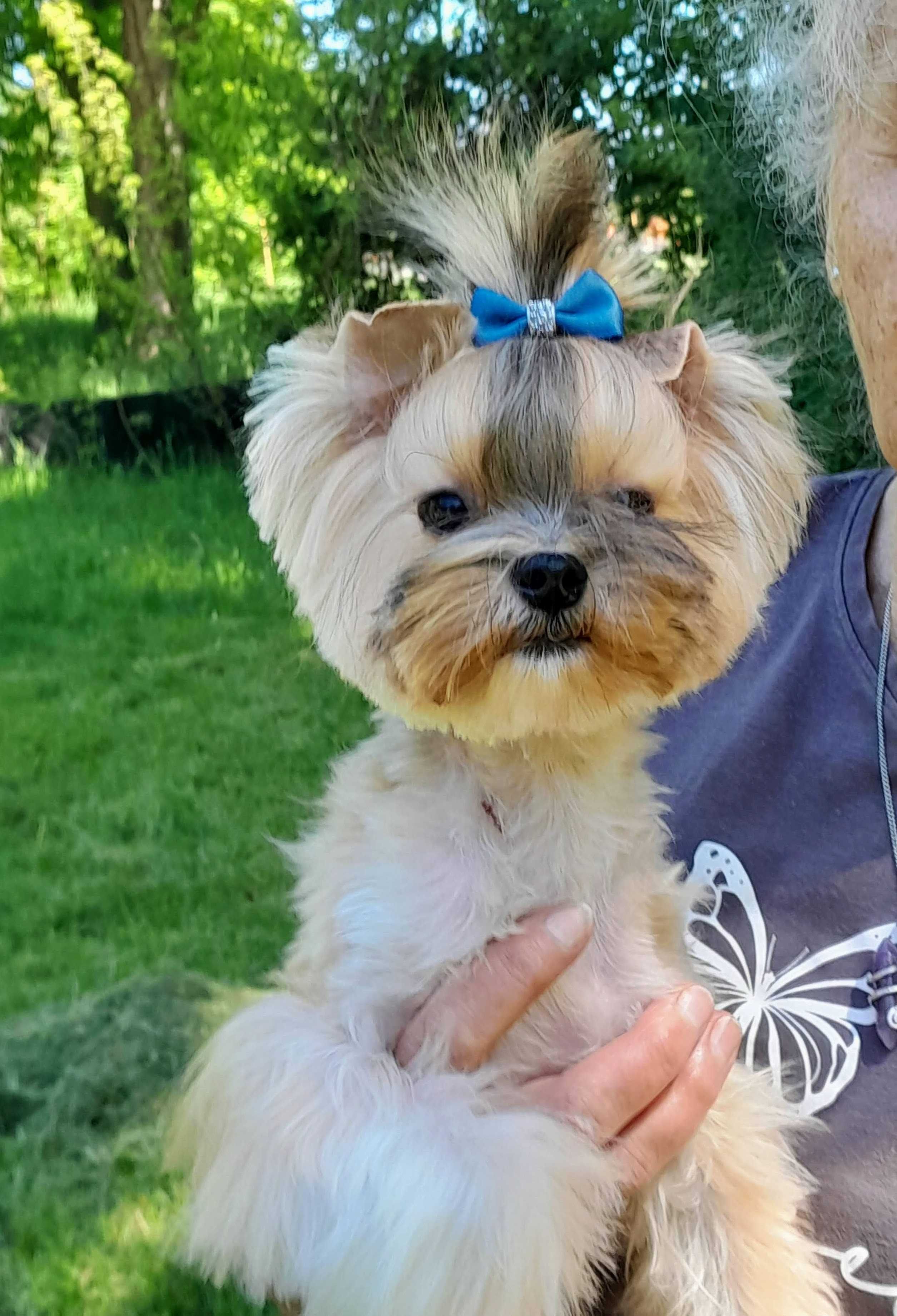 Yorkshire Terrier Ocean Pearl ZHPR (UCI)