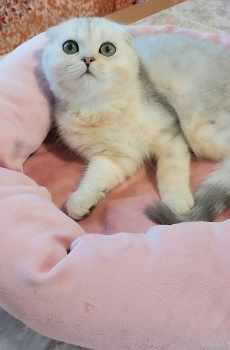 Ооочень ласковый котёночек Милашка