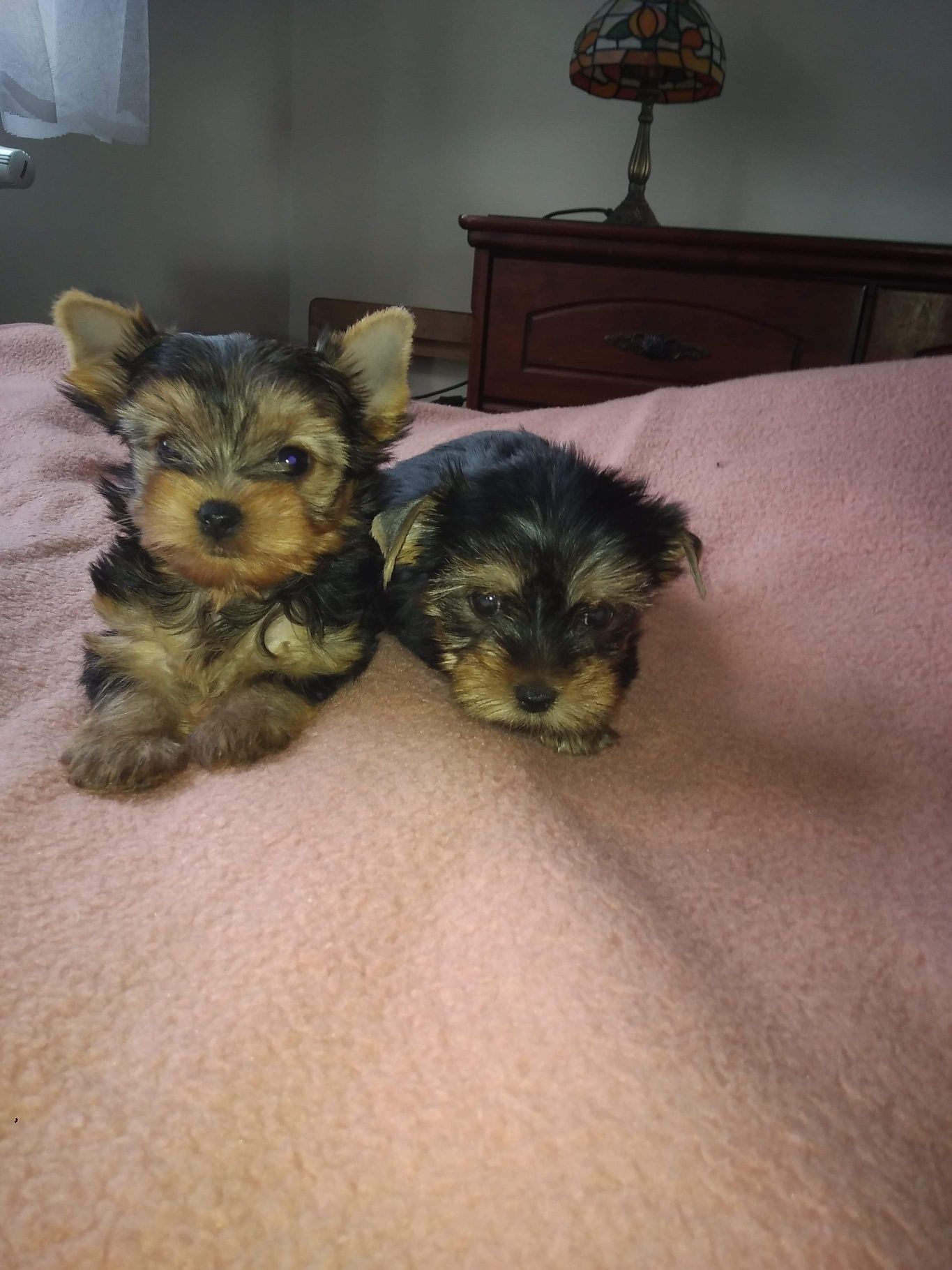 York Yorkshire terrier Jork metryka chip paszport