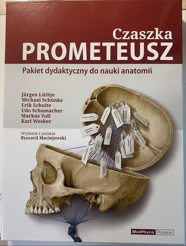 Czaszka PROMETEUSZ, pakiet dydaktyczny do nauki anatomii