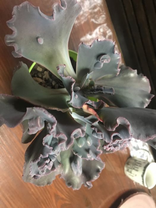 Суккулент Echeveria Ragamuffin ечеверія Рагамафін двуголова