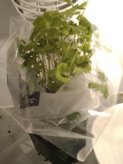 A cortiça-Oliveiras-1ecaixa de cortiça-Amorim15E-Planta Salsa5EDesde2E