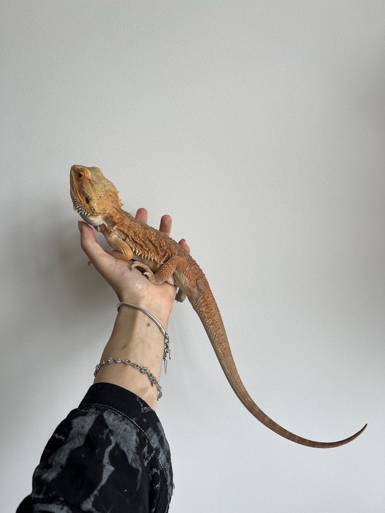 agama brodata samiec red orange het witblits het trans p. vitticeps