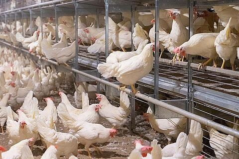 Kury Nioski Leghorn Turek  dystrybucja pod dom