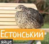 Перепелині Яйця - Естонська Перепела