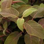 Hortensja kosmata 'Hot Chocolate' (Hydrangea aspera) Doniczka 5.0L