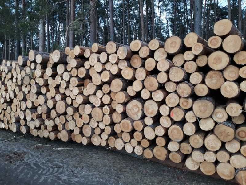 Drzewo Świerk SW - świerk, S_S2A_OP Kańczuga nadleśnictwo cena za m3