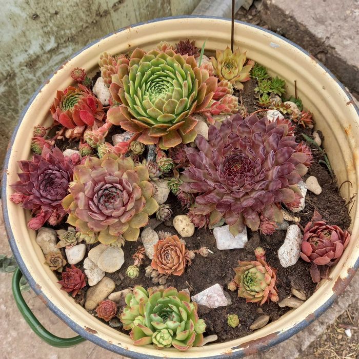 Молодило, кам'яна троянда, набір з 50+ штук,  мінімум 30 різних сортів