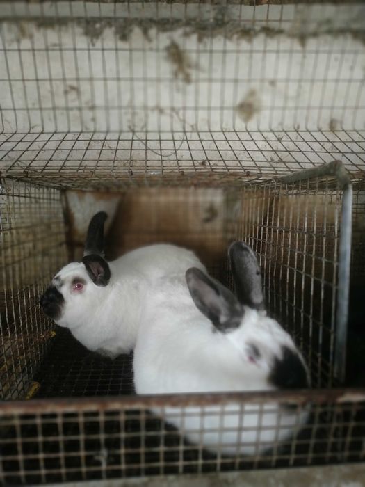 Продам кролі.   Каліфорнія