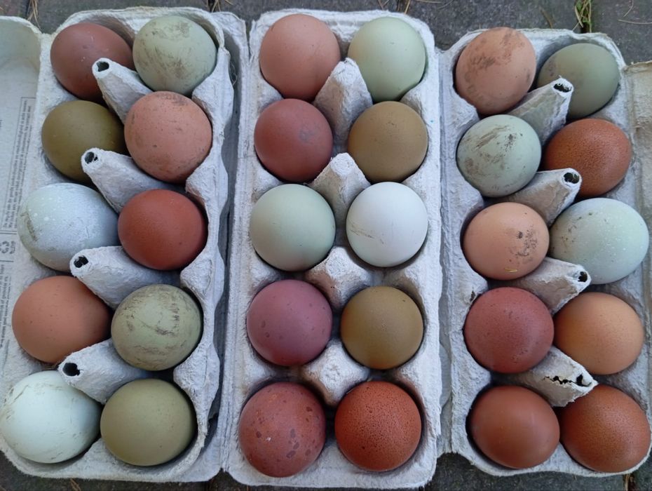 Jaja lęgowe, kolorowe jaja