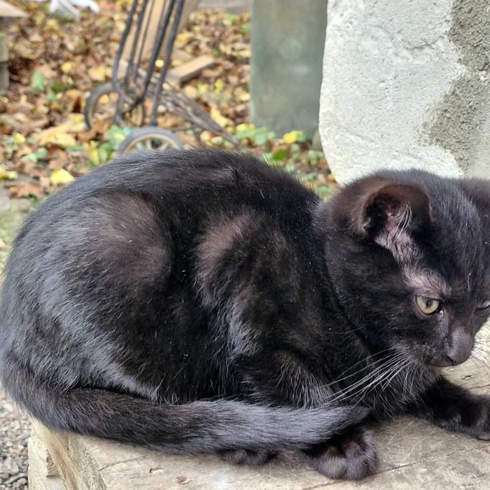 Три гарнющі котики.Дуже лагідні,та гарні