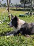 Border Collie para acasalamento