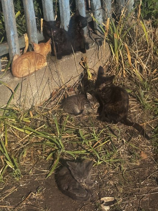 Віддам в добрі руки