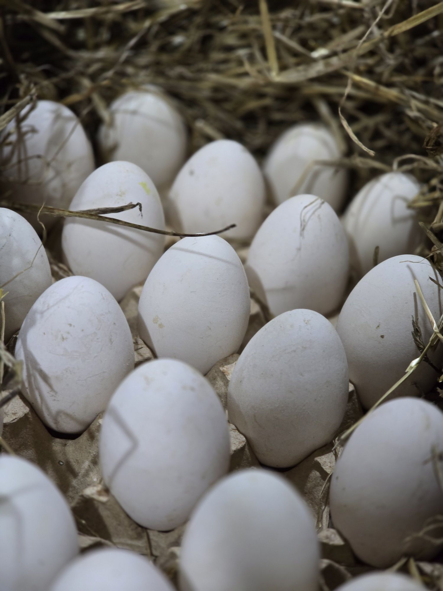 Гусячі інкубаційні яйця Білий Легард