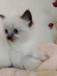 Ragdoll chłopczyk Derwisz