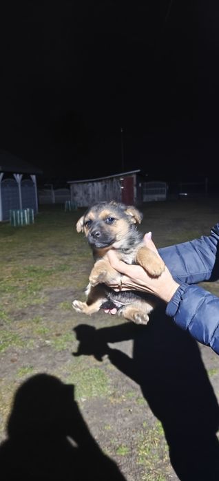 Oddam pieski  za darmo