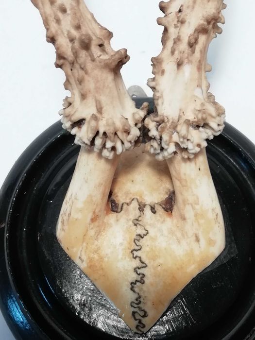 Małe poroże na okrągłej deseczce do zawieszenia na ścianie.