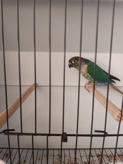 Pyrrhura hypoxantha azul