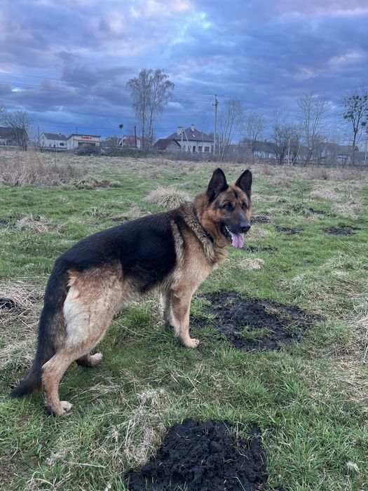 Кобель для вязки