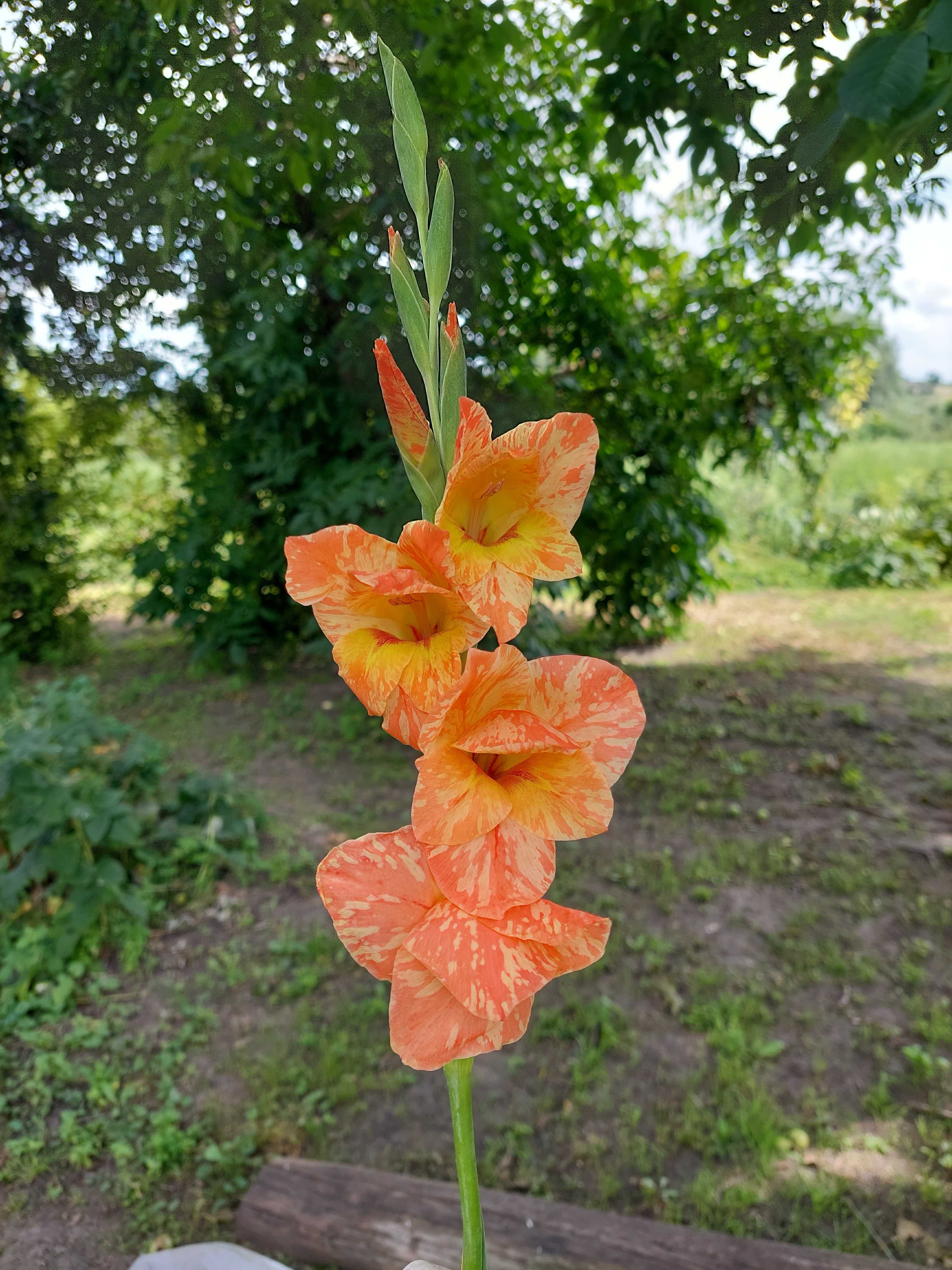 Гладіолуси цибулини